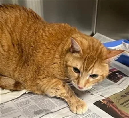 An adult large-sized male Domestic Short Hair cat named Spiky for adoption in Los Angeles, CA