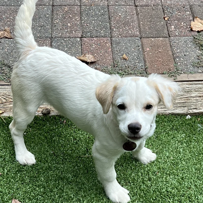 A baby medium-sized female White / Cream Spaniel dog named Tracey for adoption in Greensboro, NC