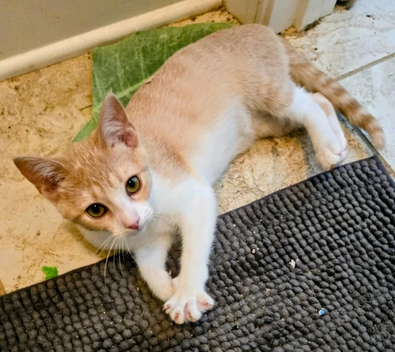 A baby medium-sized female Domestic Short Hair cat named Sherry for adoption in Evans, GA