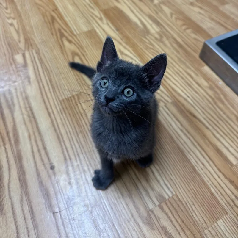 A baby small-sized male Gray / Blue / Silver Domestic Short Hair cat named Reese's for adoption in Buellton, CA