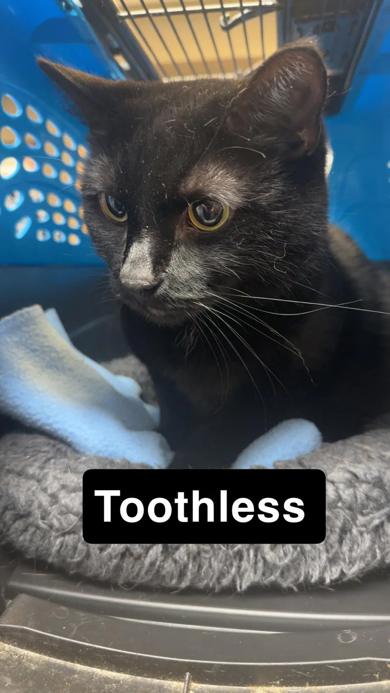 A senior small-sized male Black Domestic Short Hair cat named Toothless for adoption in Coralville, IA