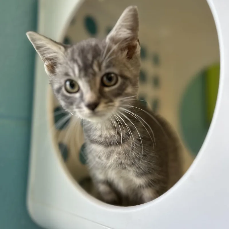 A baby small-sized male Gray / Blue / Silver Domestic Short Hair cat named Raymond for adoption in Roxboro, NC