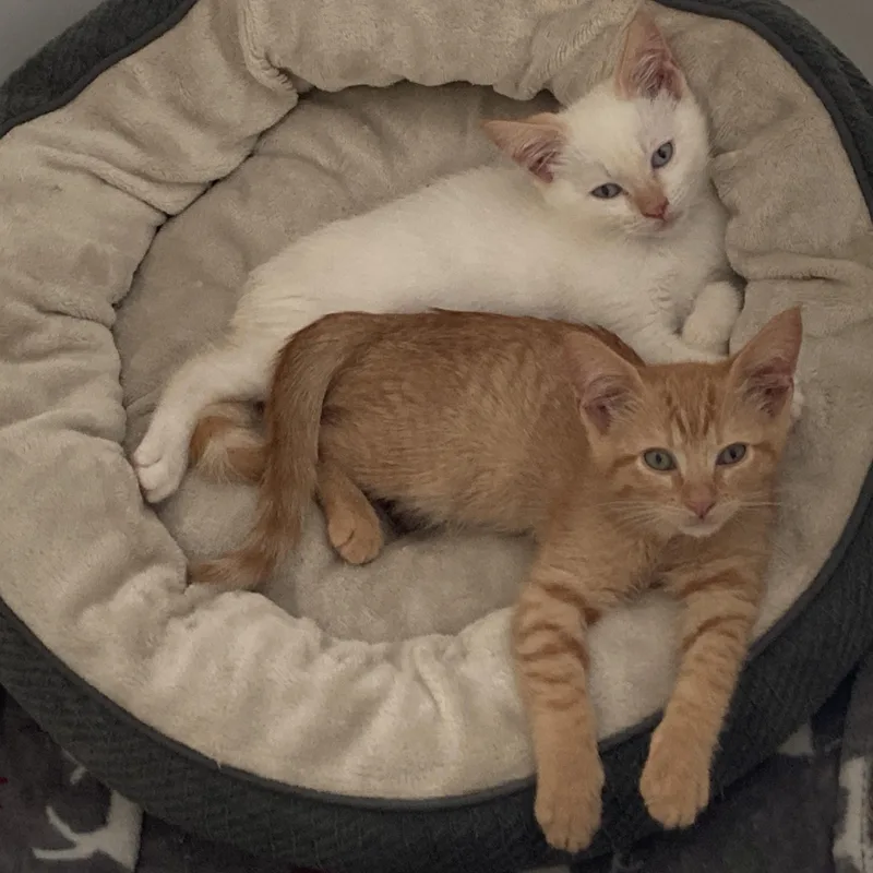 A baby medium-sized male Orange / Red Domestic Short Hair cat named Amber for adoption in Springfield, OR