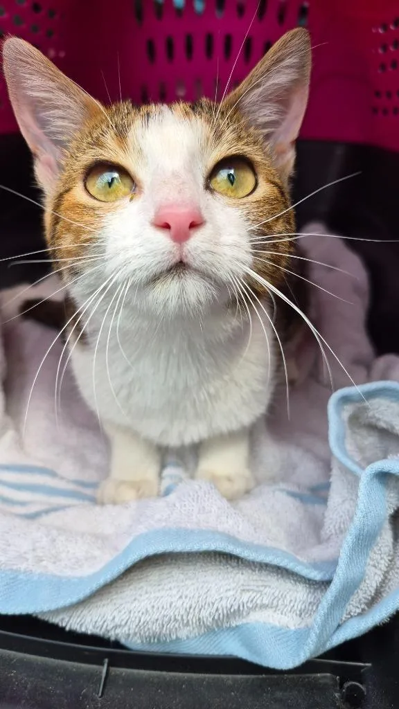 A young small-sized female Domestic Short Hair cat named Ginny Garrett for adoption in Hopkinsville, KY