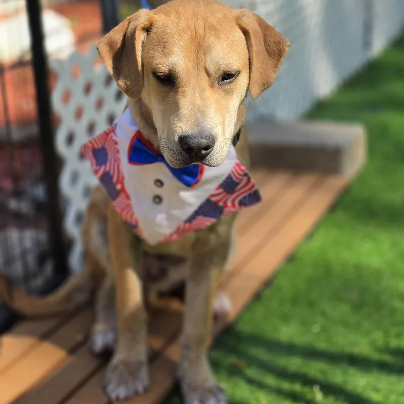A baby medium-sized male Apricot / Beige Labrador Retriever dog named Fabien for adoption in Blairstown, NJ