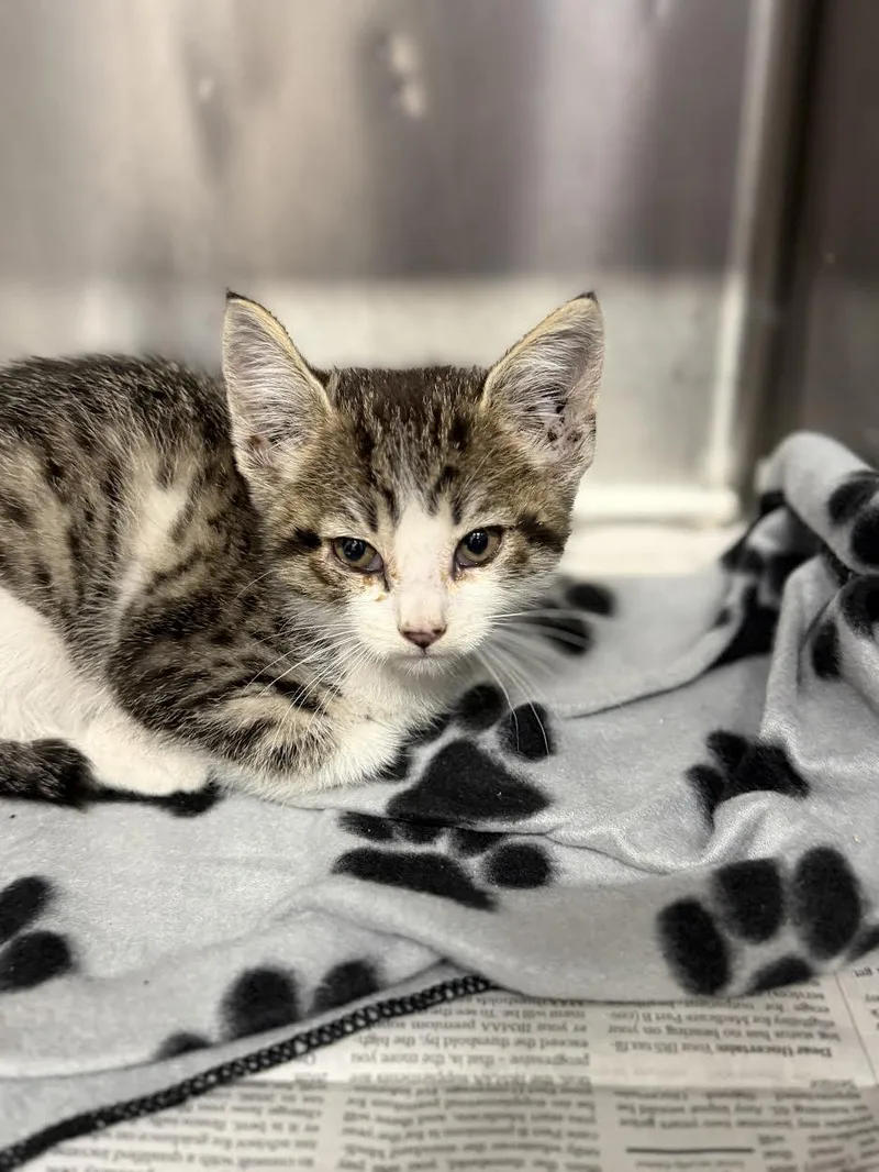 A young small-sized female Tabby (Brown / Chocolate) Domestic Short Hair cat named Pipsqueak for adoption in Oakdale, CA