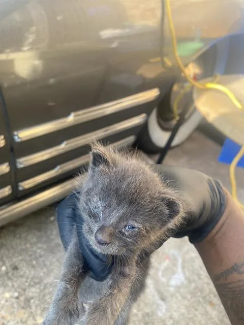 A baby small-sized male Domestic Short Hair cat named Bailey for adoption in Dallas, TX