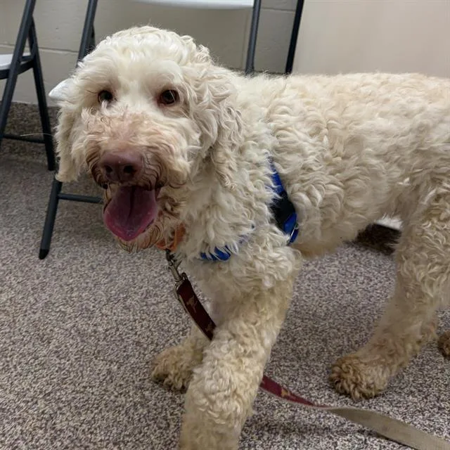 An adult medium-sized female Poodle dog named Bianca for adoption in Centerville, MA