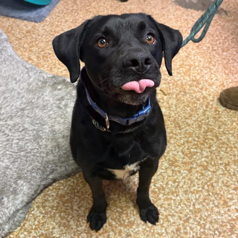 An adult medium-sized male Black Labrador Retriever dog named Richie for adoption in Chehalis, WA