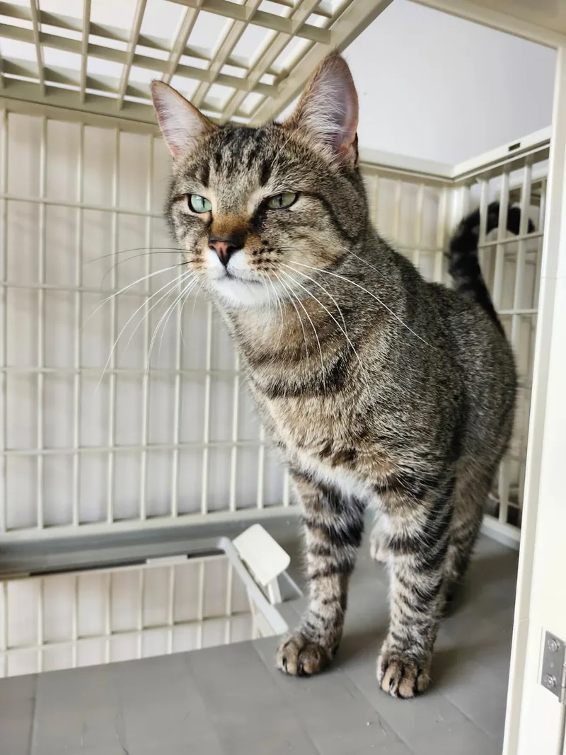 A young medium-sized male Tabby (Brown / Chocolate) Domestic Short Hair cat named Taco for adoption in Ellicott City, MD