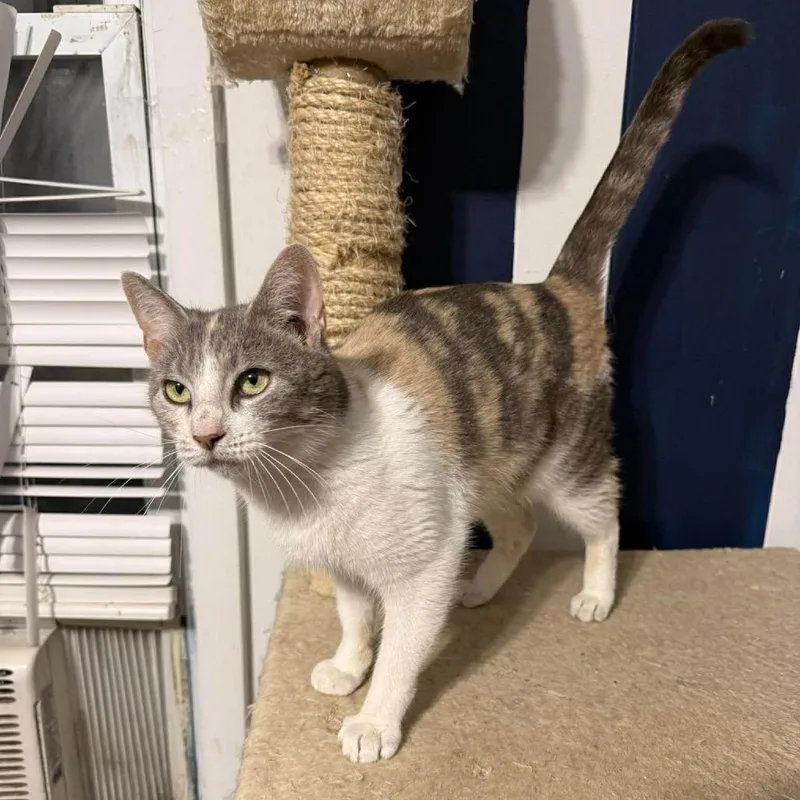 Creme Brulee thumbnail 2