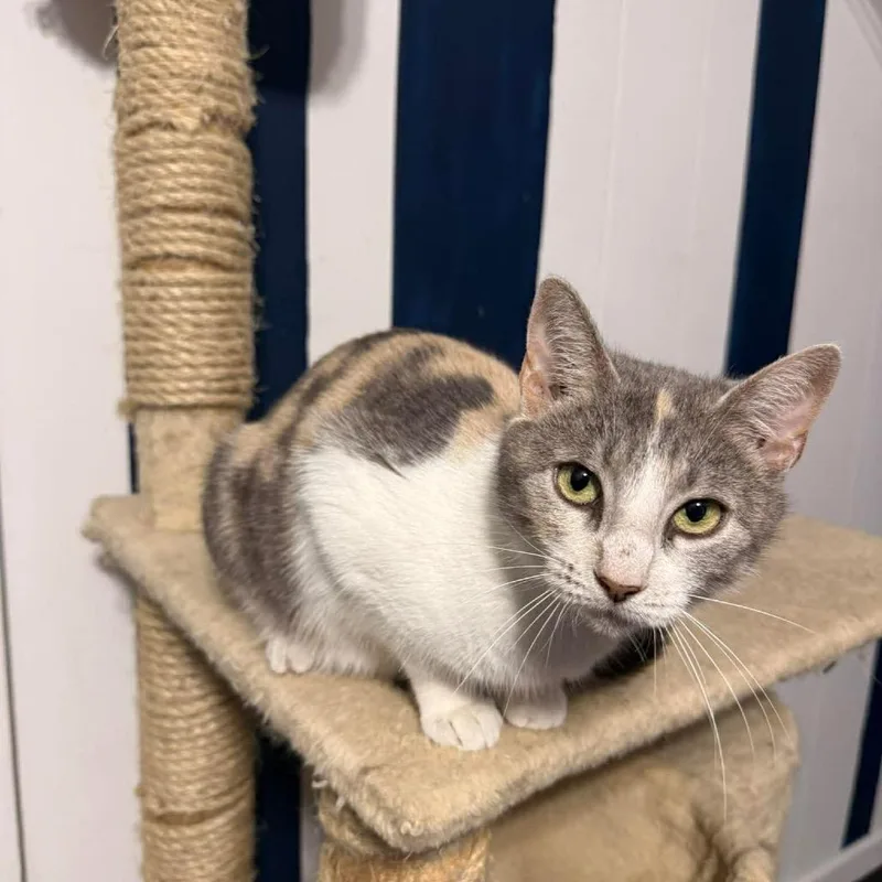 Creme Brulee thumbnail 3