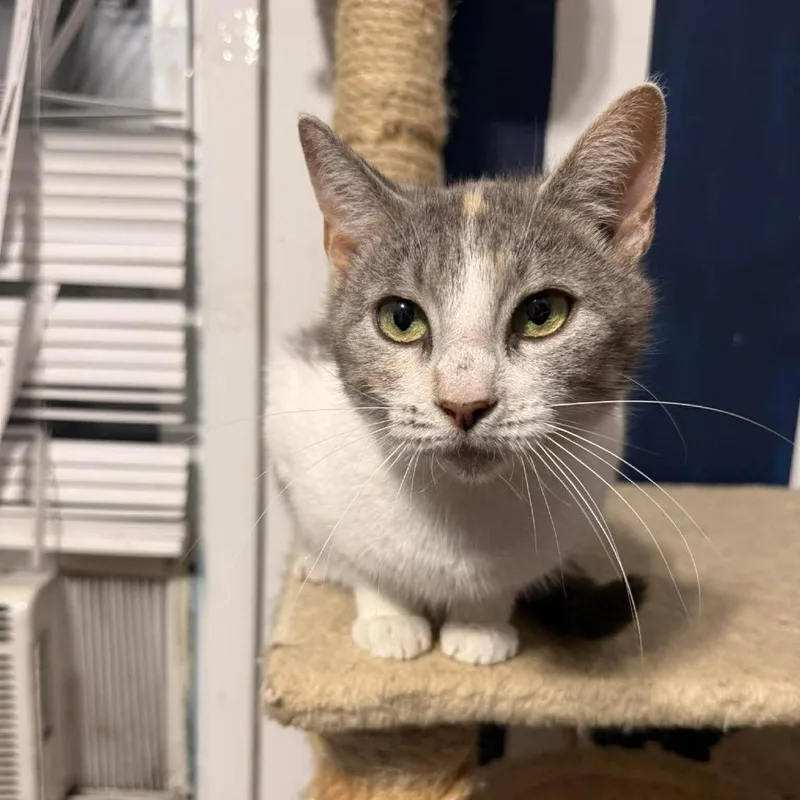 Creme Brulee thumbnail 4