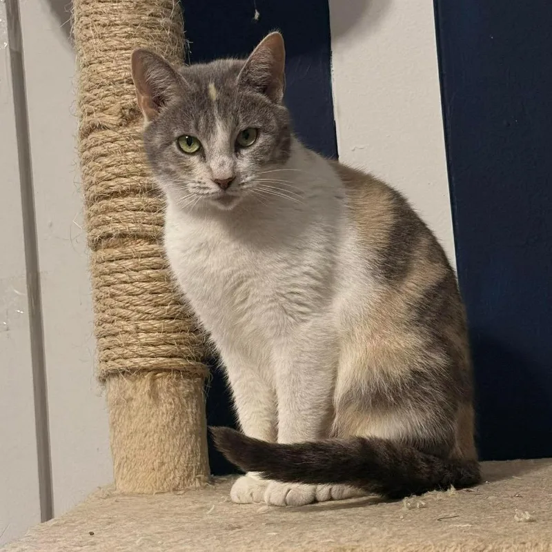 Creme Brulee thumbnail 5