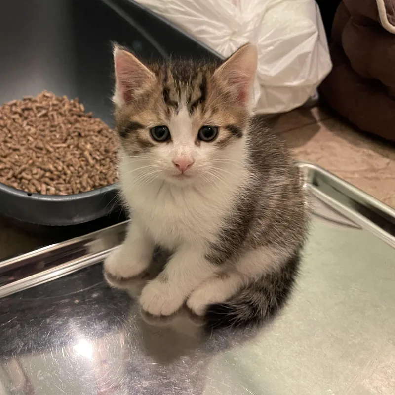 A baby medium-sized male Tabby (Brown / Chocolate) Domestic Short Hair cat named Xaden for adoption in Moriches, NY