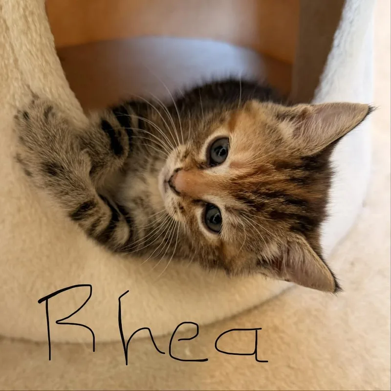 A baby small-sized female Calico Domestic Short Hair cat named Rhea for adoption in Auburn, AL