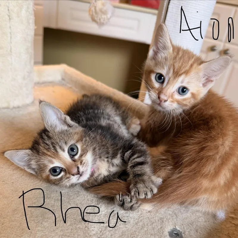 Rhea thumbnail 2