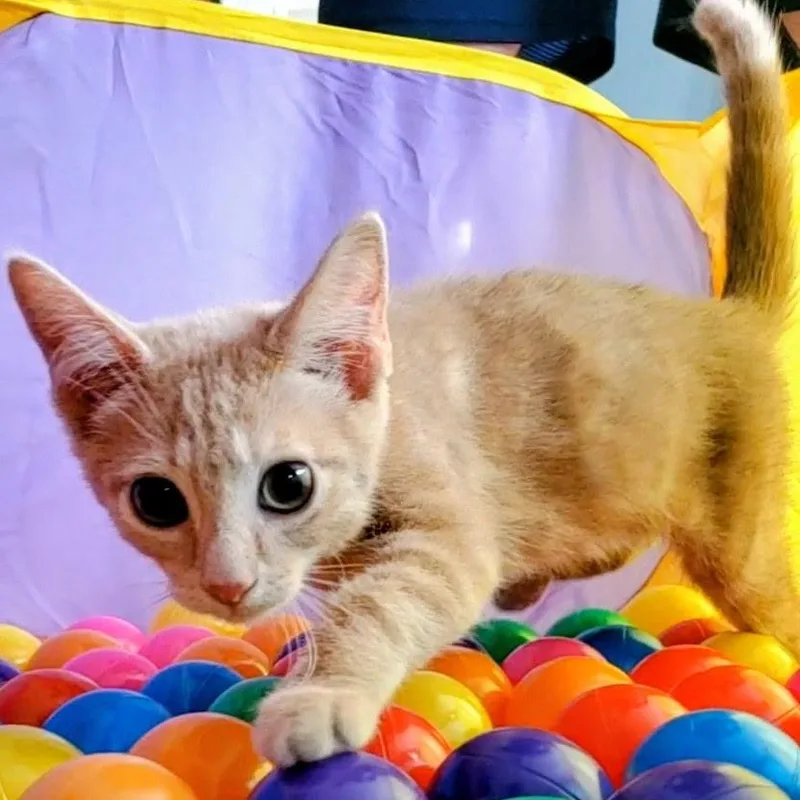A baby small-sized male Tabby (Orange / Red) Tabby cat named Octavius for adoption in Maple Shade, NJ