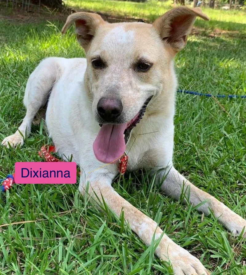 Dixianna thumbnail 2