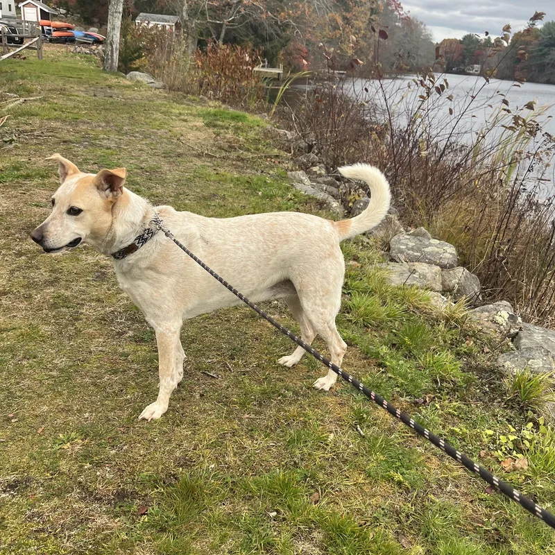 Dixianna thumbnail 3