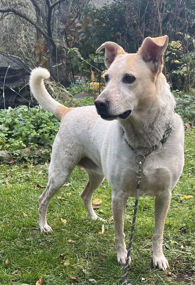 Dixianna thumbnail 4