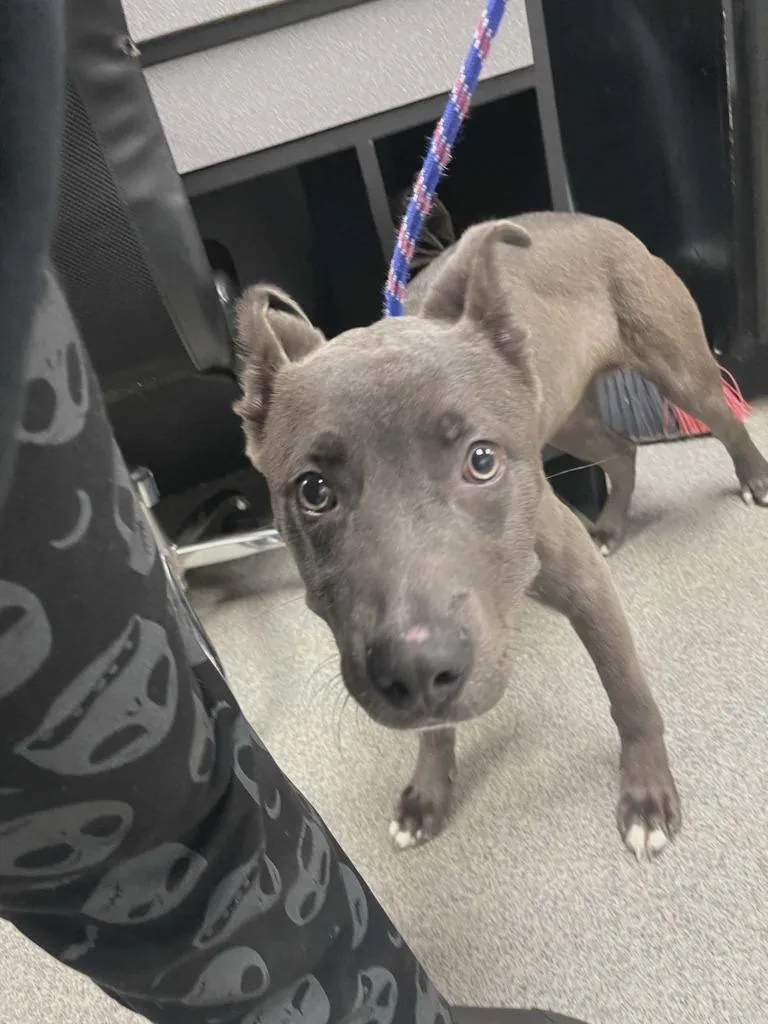 A baby medium-sized male Husky dog named Grey for adoption in Fremont, OH