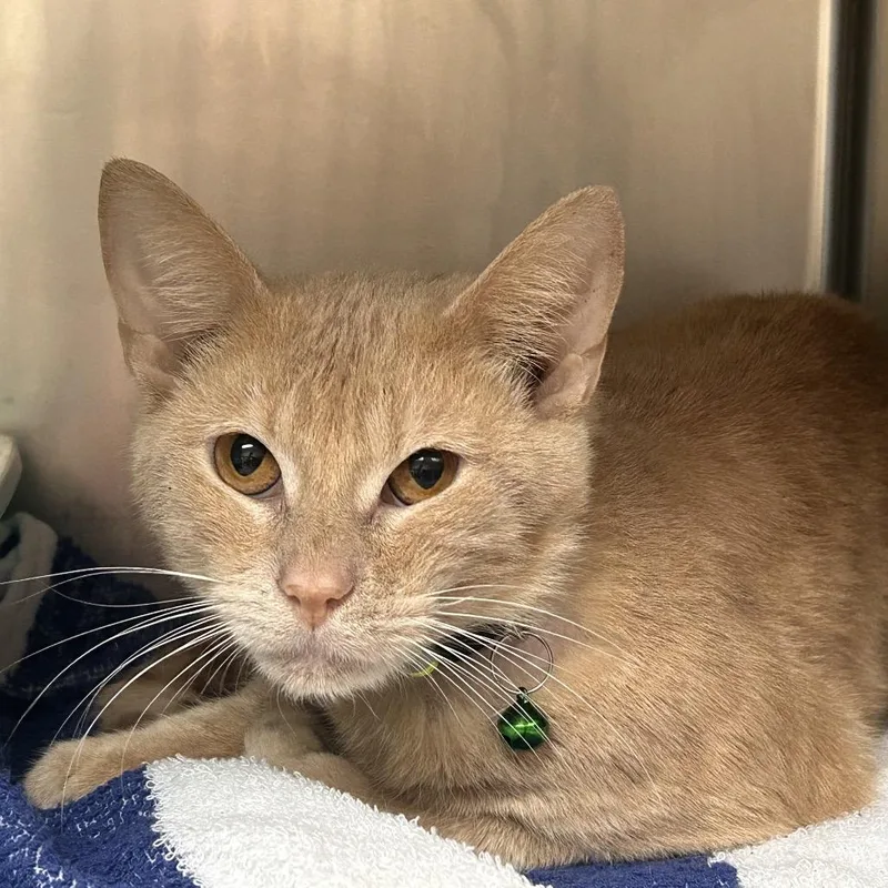 An adult medium-sized male Buff / Tan / Fawn Domestic Short Hair cat named Green Collar for adoption in Galveston, TX