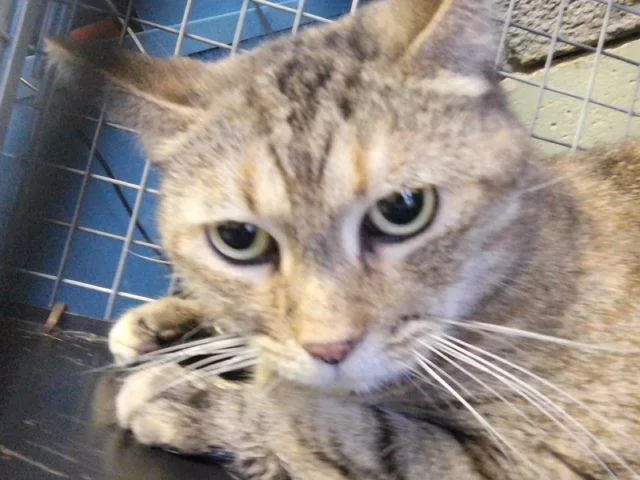 An adult large-sized female American Shorthair cat named Boujee for adoption in Tulsa, OK