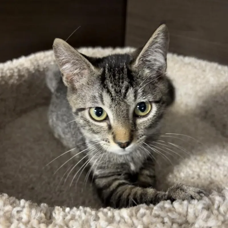 A baby small-sized male Brown / Chocolate Domestic Short Hair cat named Bently for adoption in Hamburg, NY