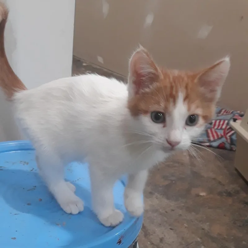 A baby small-sized male White Domestic Short Hair cat named George for adoption in West Des Moines, IA