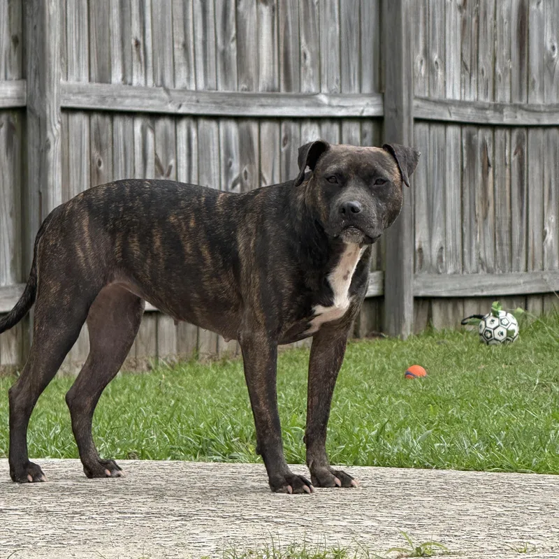 A young medium-sized female Brindle Patterdale Terrier / Fell Terrier dog named Amira for adoption in Ocean Springs, MS
