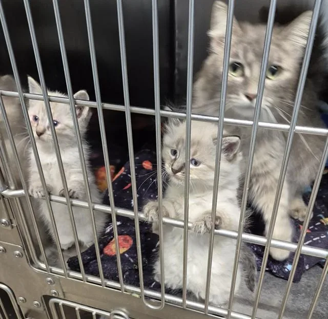 A young medium-sized female Domestic Medium Hair cat named Margaret for adoption in Decatur, IL