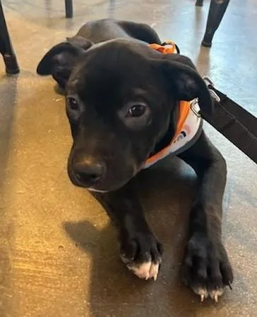 A baby medium-sized male Black Hound dog named Barley for adoption in Lambertville, NJ