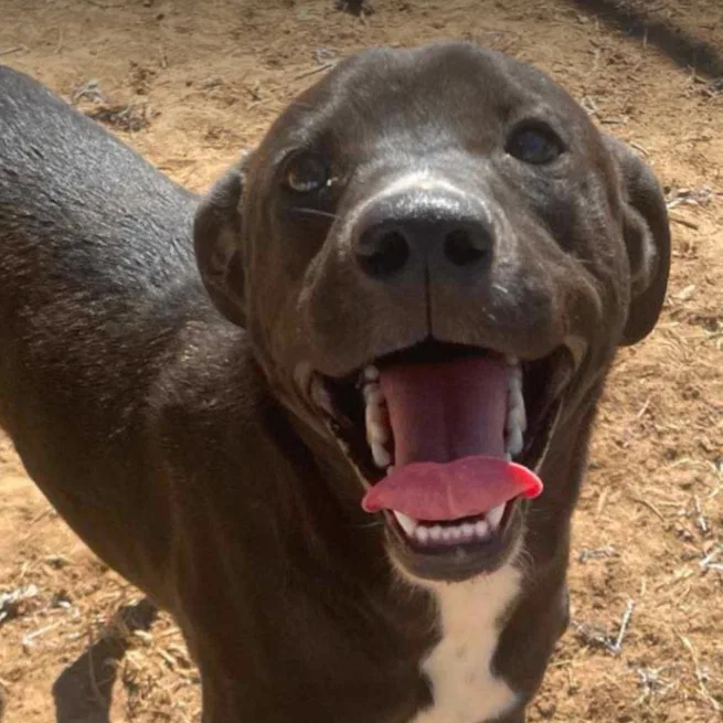 Star Radiant thumbnail 2