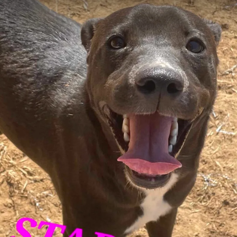 Star Radiant thumbnail 3