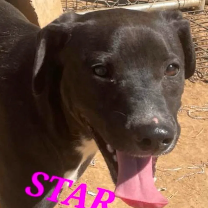 Star Radiant thumbnail 4