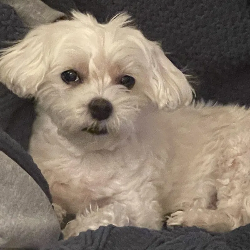 A senior small-sized female White / Cream Bichon Frise dog named Jojo D for adoption in Minnetonka, MN