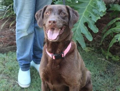 An adult large-sized female Labrador Retriever dog named Dixie for adoption in Brunswick, GA