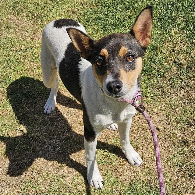A young small-sized male Rat Terrier dog named Jerry for adoption in Camarillo, CA