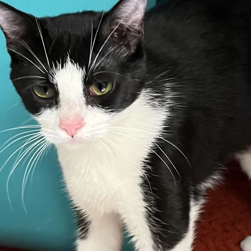 An adult medium-sized female Black Domestic Short Hair cat named Viola Davis for adoption in Baltimore, MD