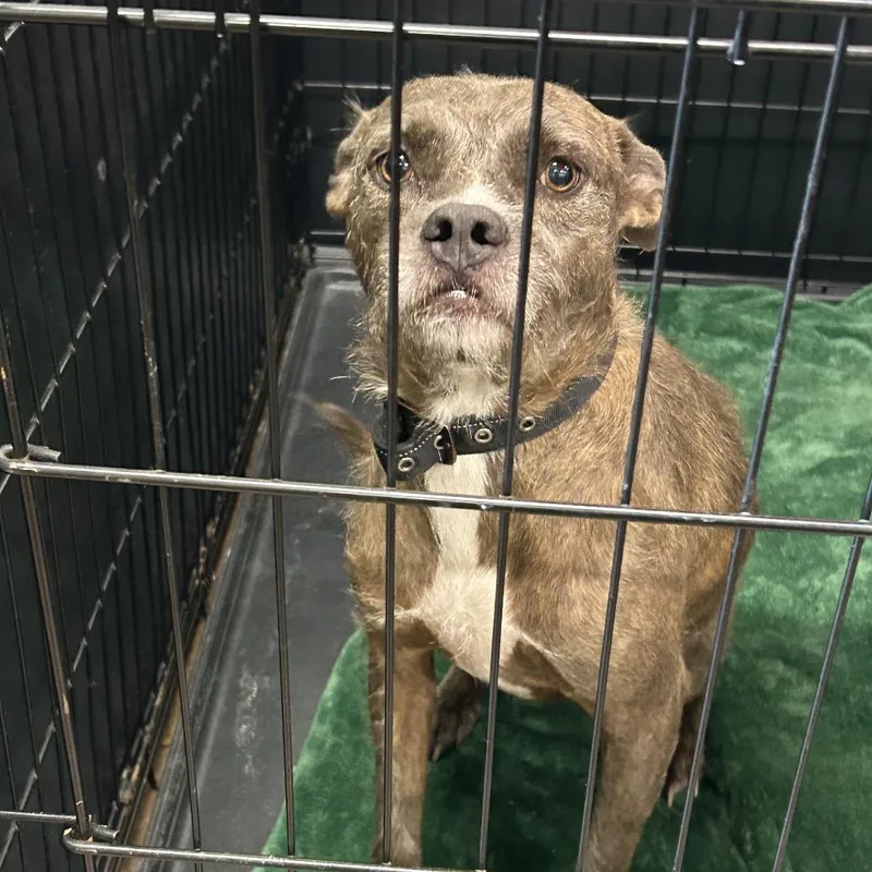 An adult medium-sized female Terrier dog named Daisy for adoption in League City, TX