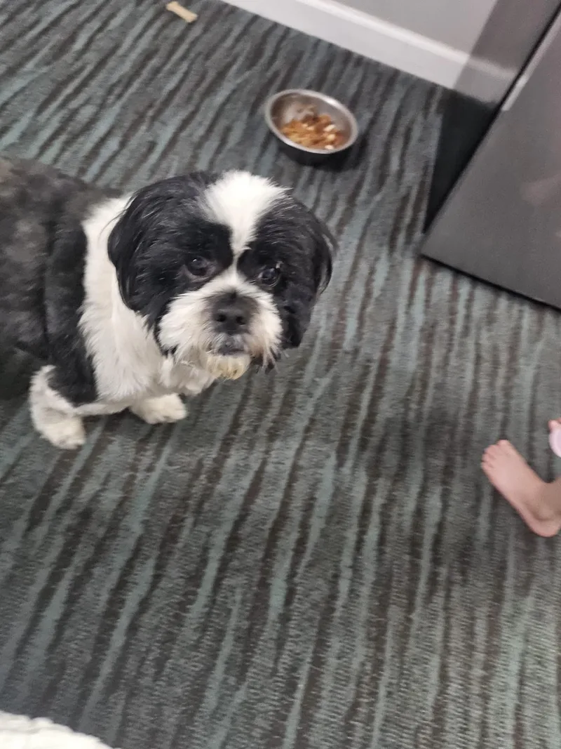 An adult medium-sized male Lhasa Apso dog named Scruffy for adoption in Mantua, OH