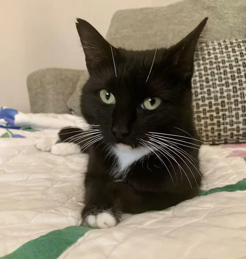 A young medium-sized female Black & White / Tuxedo Domestic Short Hair cat named Calliope for adoption in Greensboro, NC