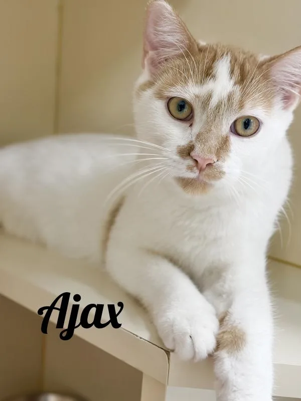 A young medium-sized male Orange & White Domestic Short Hair cat named Ajax for adoption in Manistee, MI