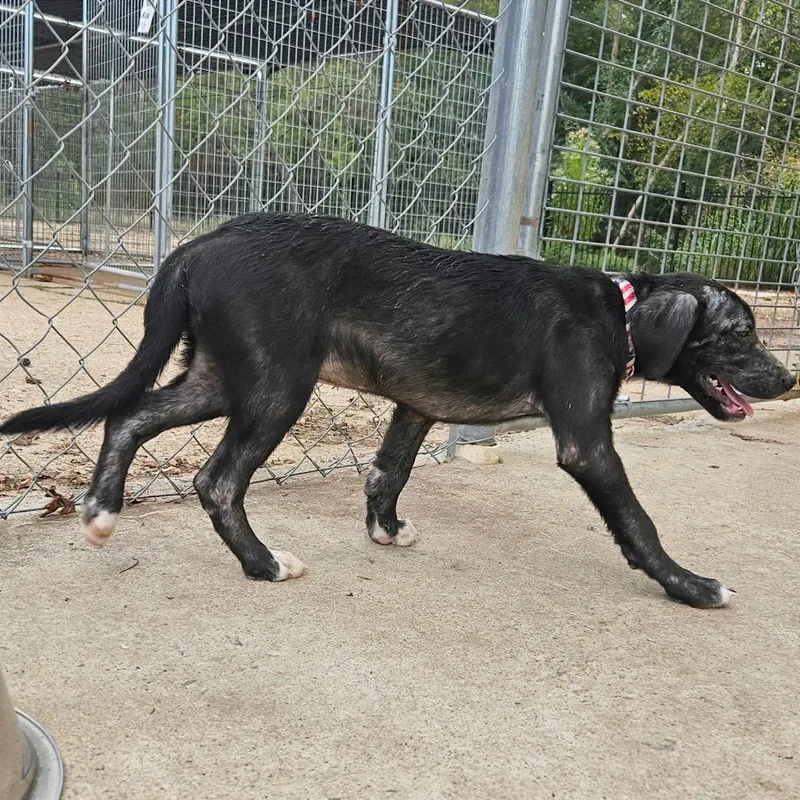 A baby medium-sized male Black Hound dog named Willie for adoption in Clarksville, AR