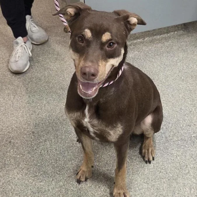 A young medium-sized female Brown / Chocolate Mixed Breed dog named Cesery for adoption in Jacksonville, FL