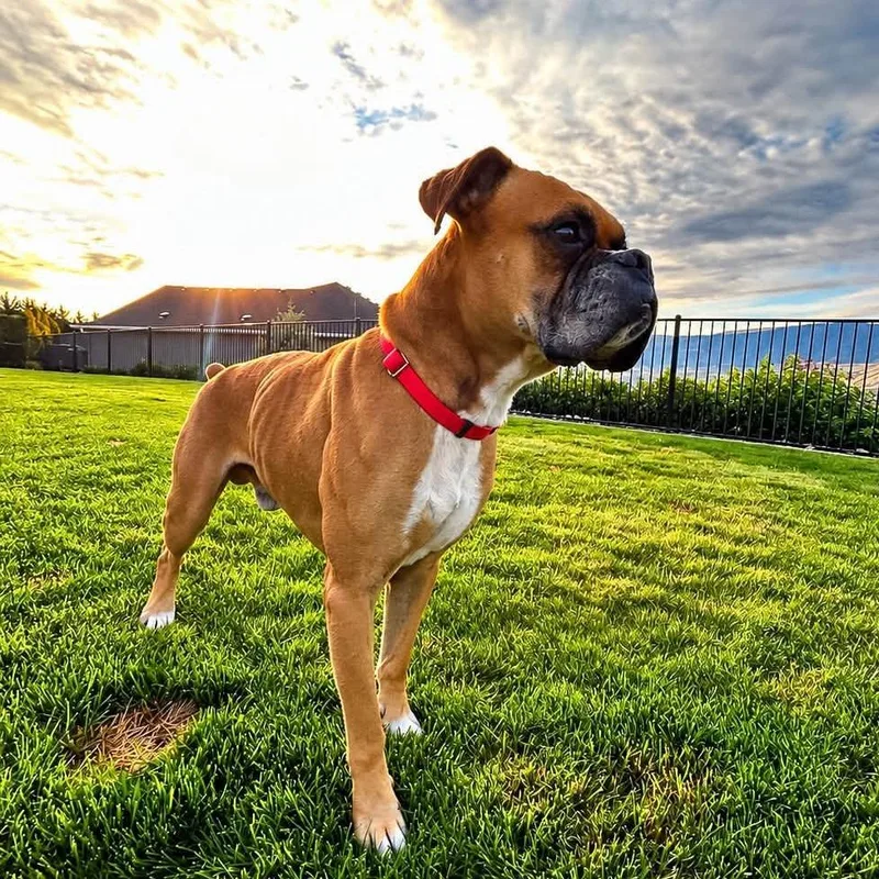 An adult medium-sized male Boxer dog named Rocky for adoption in McMinnville, OR