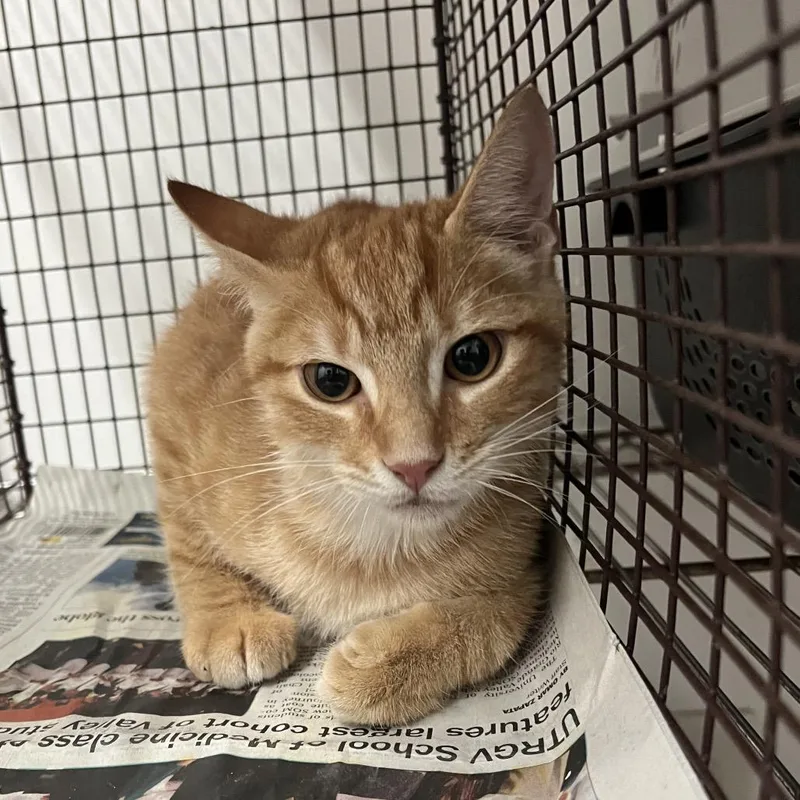 A baby small-sized male Orange / Red Domestic Short Hair cat named Nosferatu for adoption in Edinburg, TX