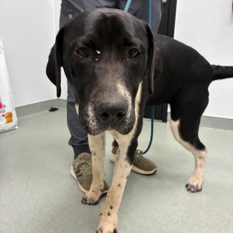 An adult large-sized male Black Labrador Retriever dog named Ryobi for adoption in Abilene, TX