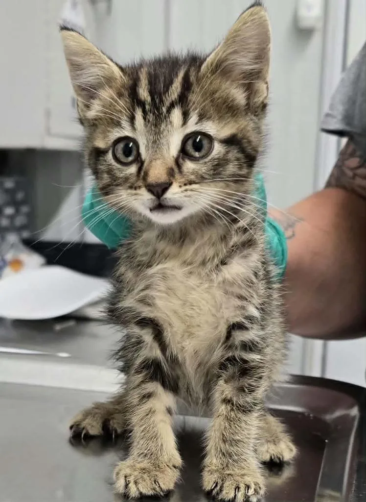 A baby small-sized female Domestic Short Hair cat named Spicy for adoption in Hillsdale, IN
